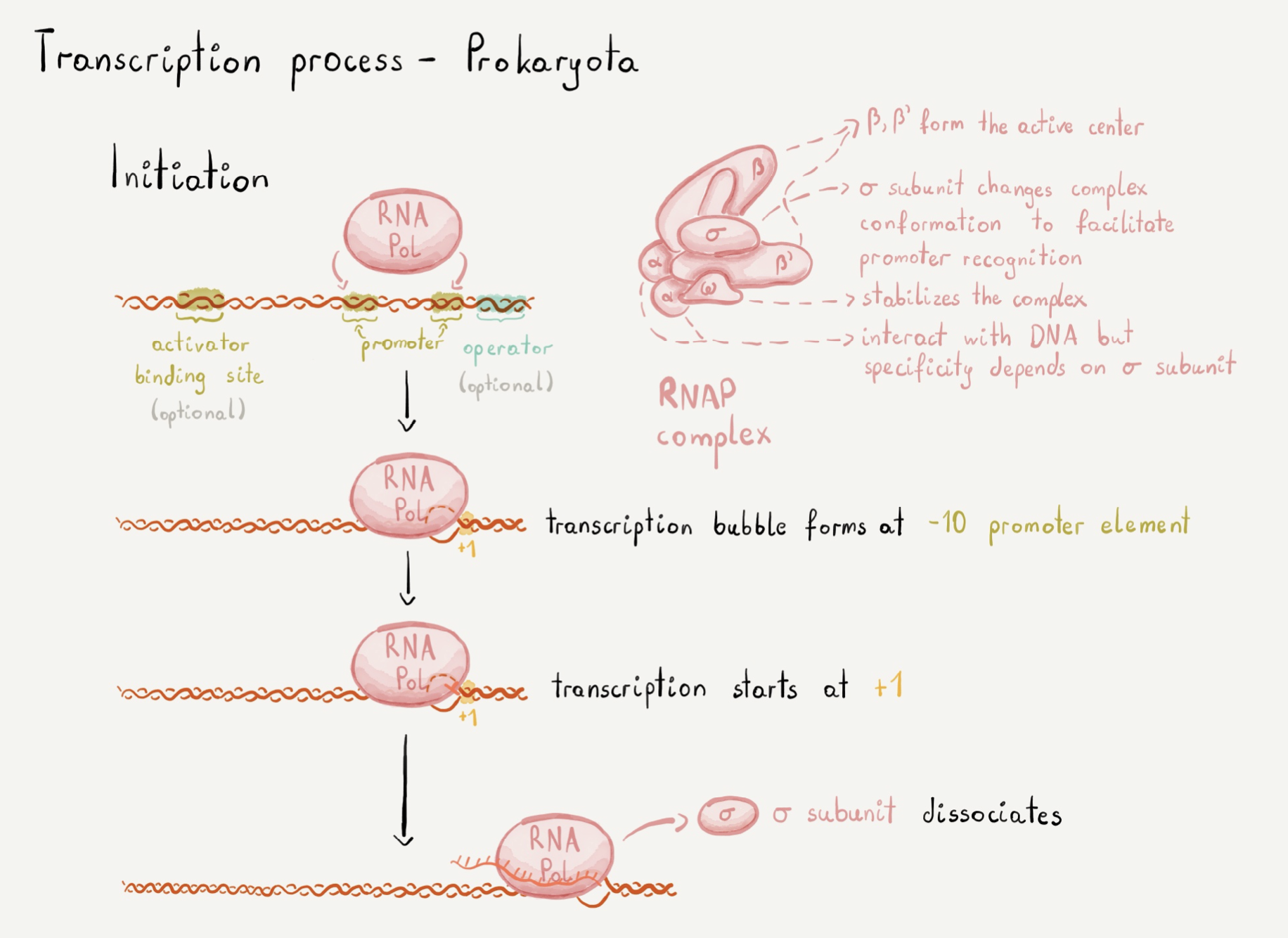 transcription-initiation.png